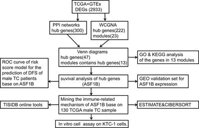 ASF1B: A Possible Prognostic Marker, Therapeutic Target, and Predictor of Immunotherapy in Male Thyroid Carcinoma